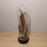Glass globe with forest woods for cabinets of curiosities