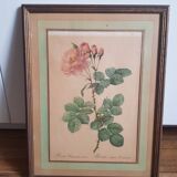 Antique botanical frame