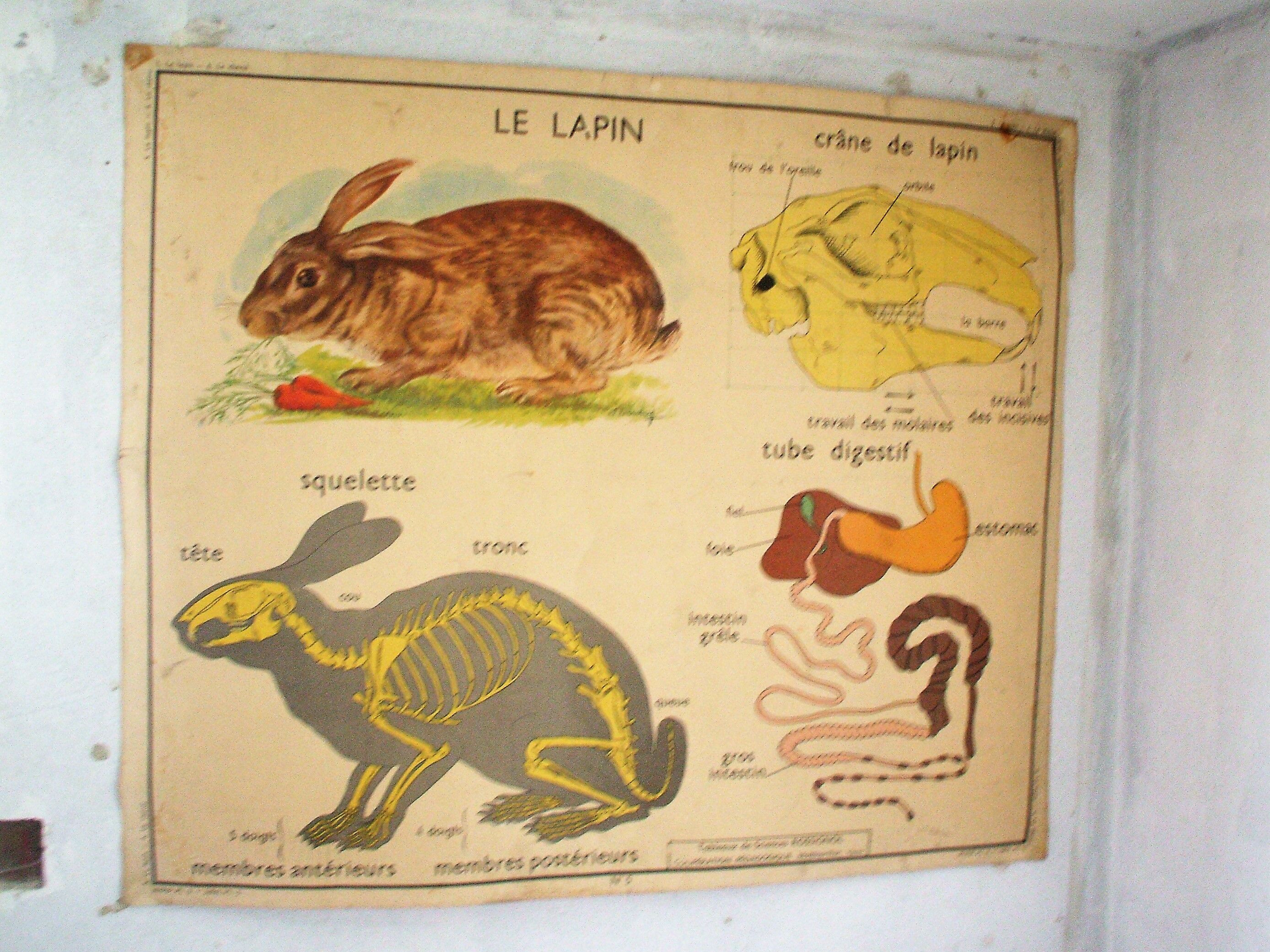 School poster Nightingale the rabbit and horse 90x75cm