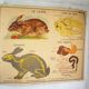 School poster Nightingale the rabbit and horse 90x75cm