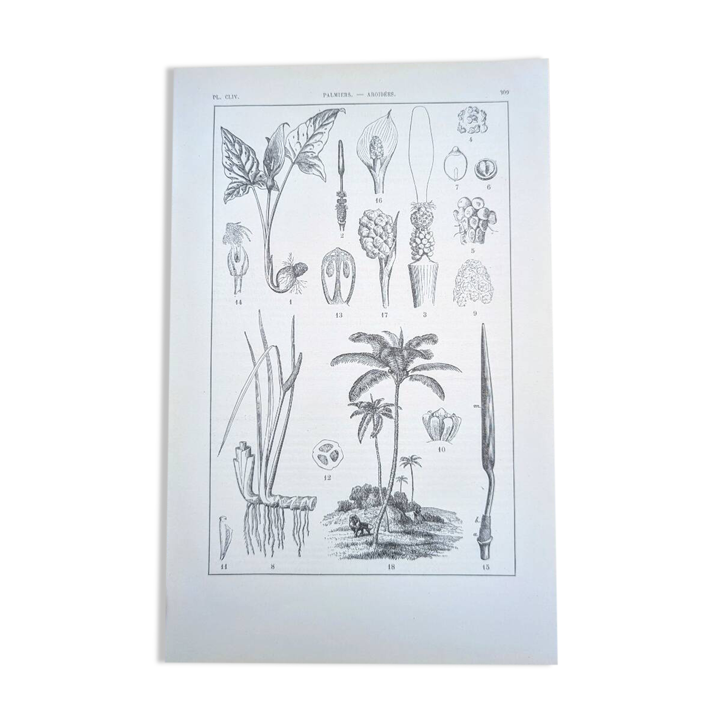 Printed in 1889, Palms and Aroideae. Old botanical plate.
