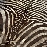 Genuine zebra print skin rug