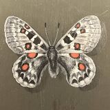 Pastel, butterfly drawing signed, 20th century frame