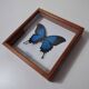 Papillon bleu naturalisé ulysse