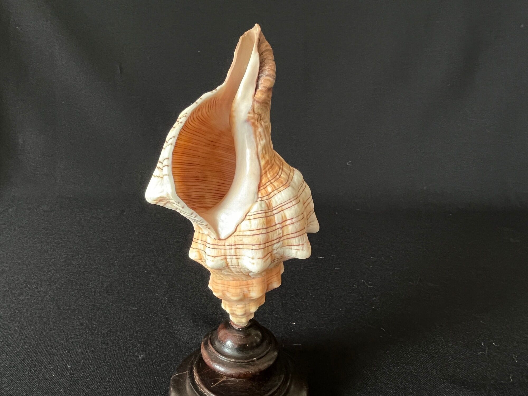 Shell Fasciolaria Trapezium on blackened turned wooden base old cabinet of curiosities
