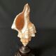 Shell Fasciolaria Trapezium on blackened turned wooden base old cabinet of curiosities