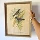 Framed botanical board birds 34X44