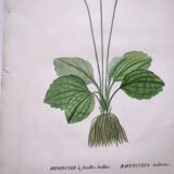 Old botanical engraving from 1829 - Buttercup with bubble leaves - flower by PA Poiteau