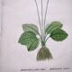 Old botanical engraving from 1829 - Buttercup with bubble leaves - flower by PA Poiteau