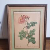 Antique botanical frame