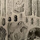 Lithograph on trees (lime tree) - 1930
