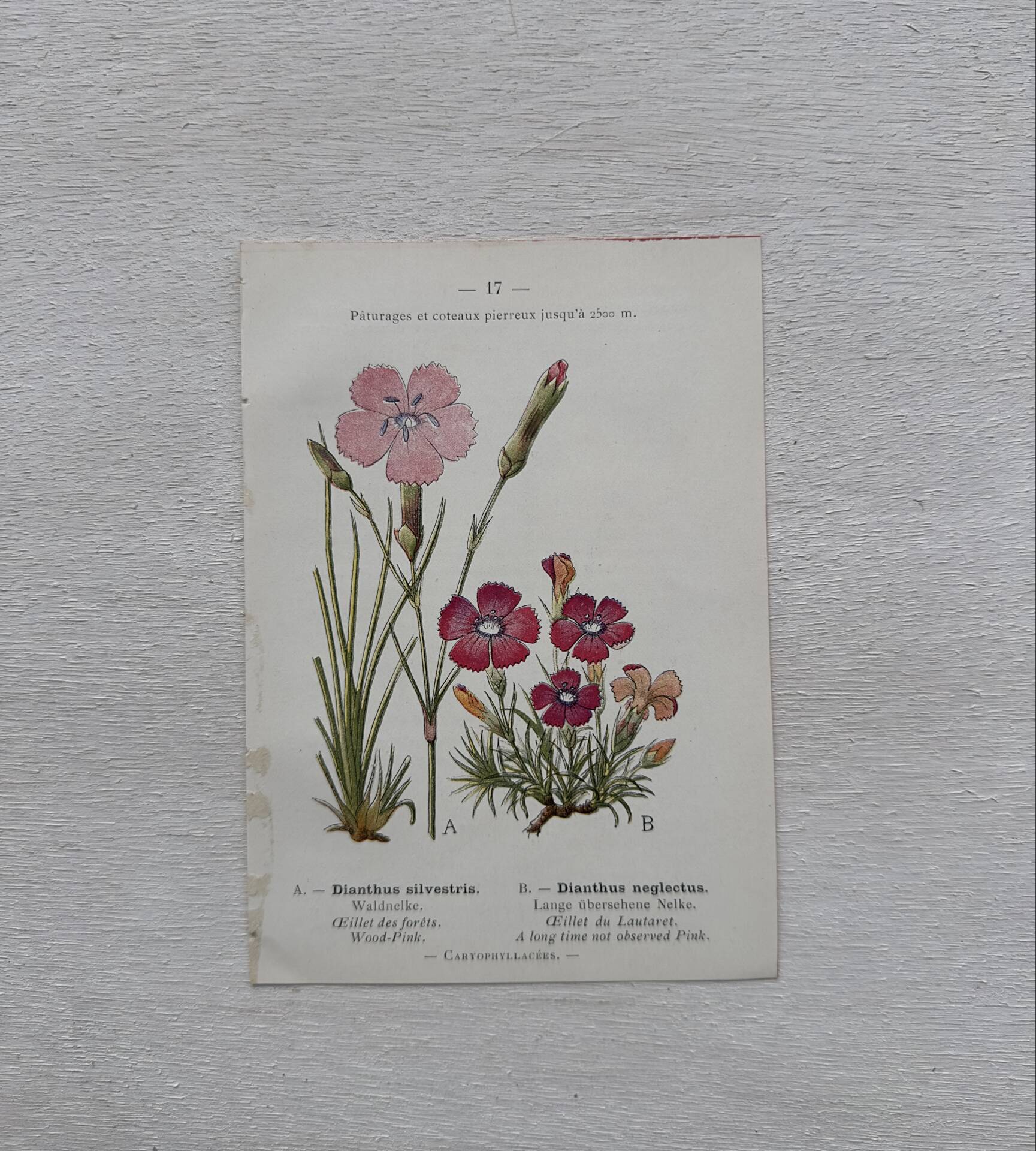 Botanical Plate 1800 Old naturalist engraving 19th century double-sided