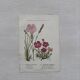 Botanical Plate 1800 Old naturalist engraving 19th century double-sided