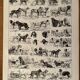 Lithograph engraving on dogs - 1900