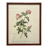 Framed lithograph roses Pierre Joseph Redouté, vintage botanical poster