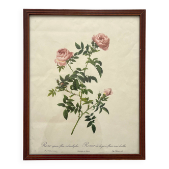 Lithographie encadrée roses Pierre Joseph Redouté, affiche botanique vintage