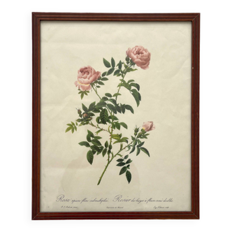Framed lithograph roses Pierre Joseph Redouté, vintage botanical poster