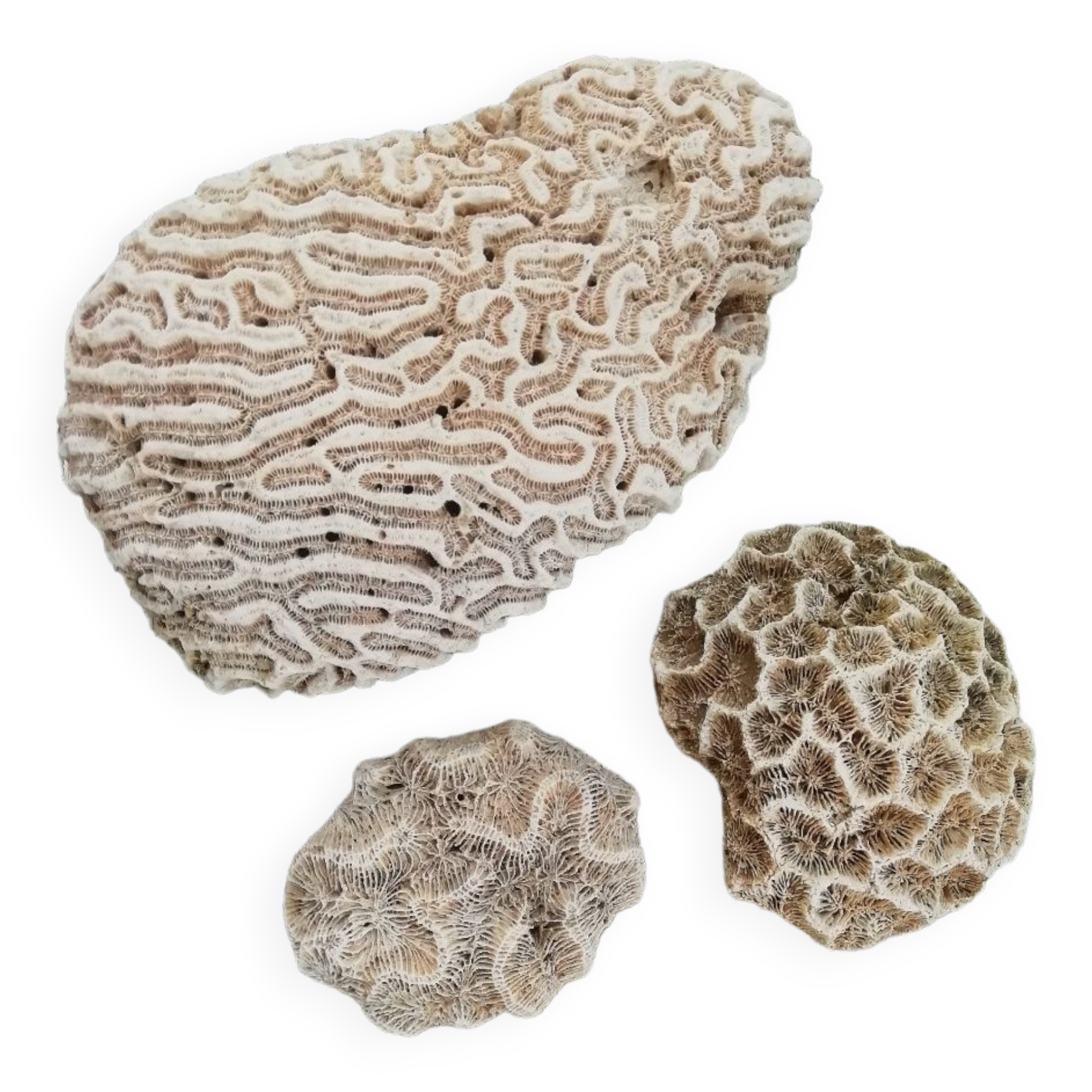 White coral