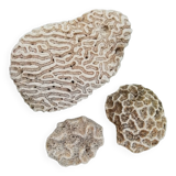 White coral
