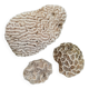 Corail blanc