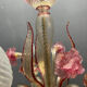 Venetian Pink Murano Glass Chandeliers Set of 2, 1960s