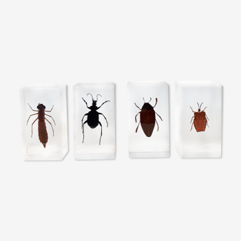 4 insectes inclusion résine