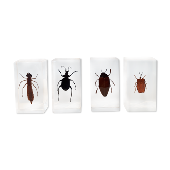 4 insects inclusion resin