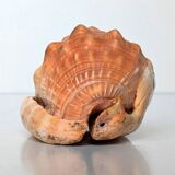 Red Helmet Shell or Bull's Mouth Helmet (Cypraecassis rufa)