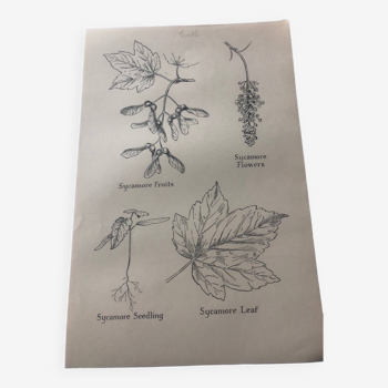 Maple botanical poster