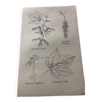 Maple botanical poster