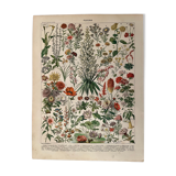 Lithograph on flowers from 1897 (amaranth)