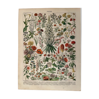 Lithograph on flowers from 1897 (amaranth)