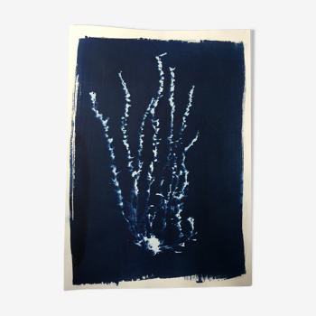 Botanical Cyanotype