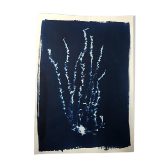 Cyanotype botanique