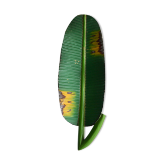 Polynesian wooden top