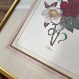 Floral lithograph by P.J Redouté