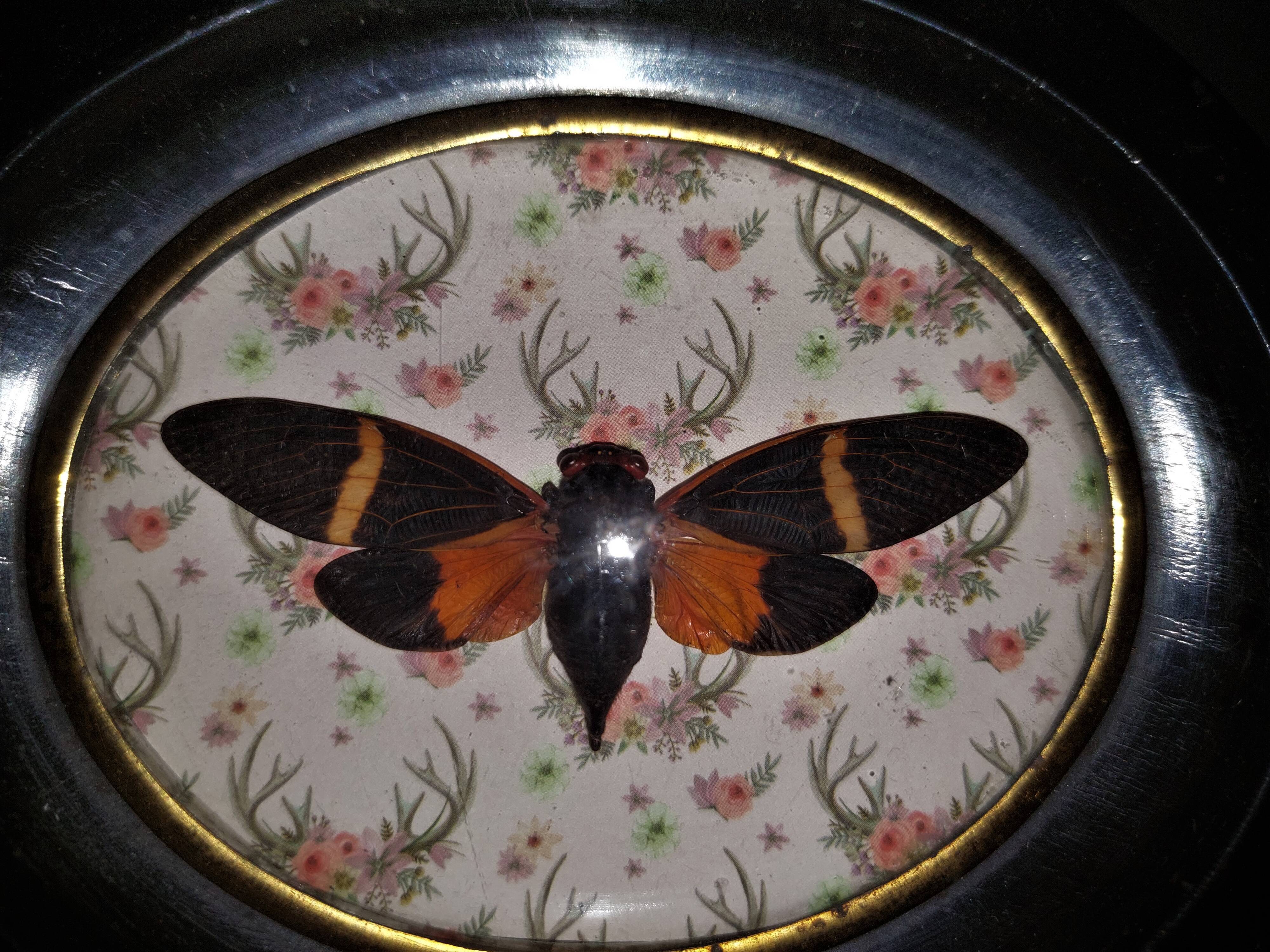 Natural History Entomology oval frame with cicada tosena paviei