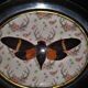 Natural History Entomology oval frame with cicada tosena paviei