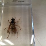 Insects under inclusion of resin