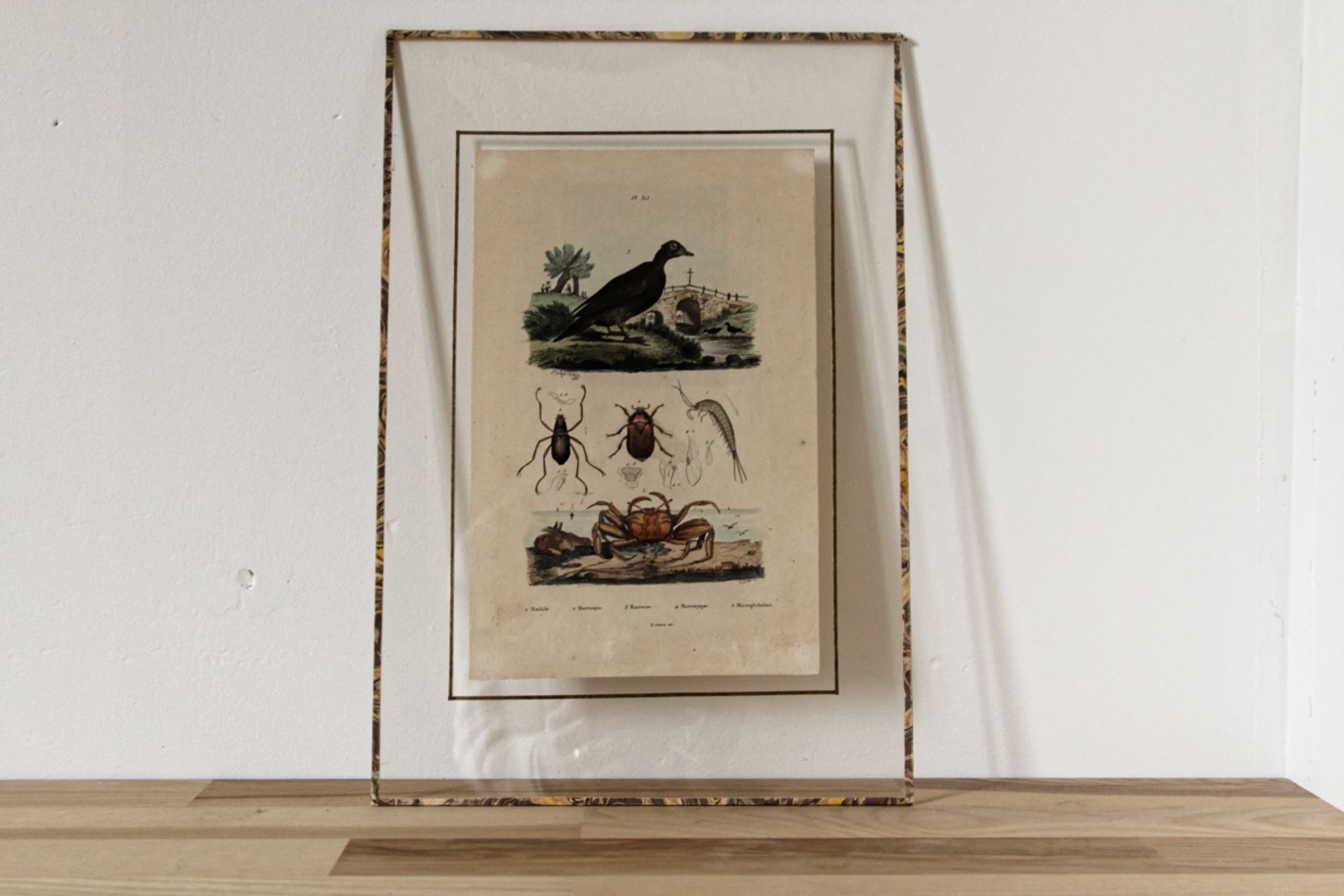 Planche animalière colorisée, encadrée