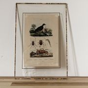 Planche animalière colorisée, encadrée