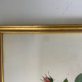 Botanical lithograph