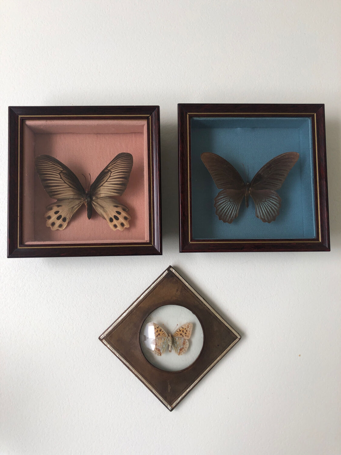 Lot of stuffed butterflies