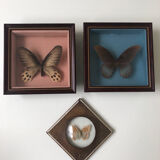 Lot of stuffed butterflies