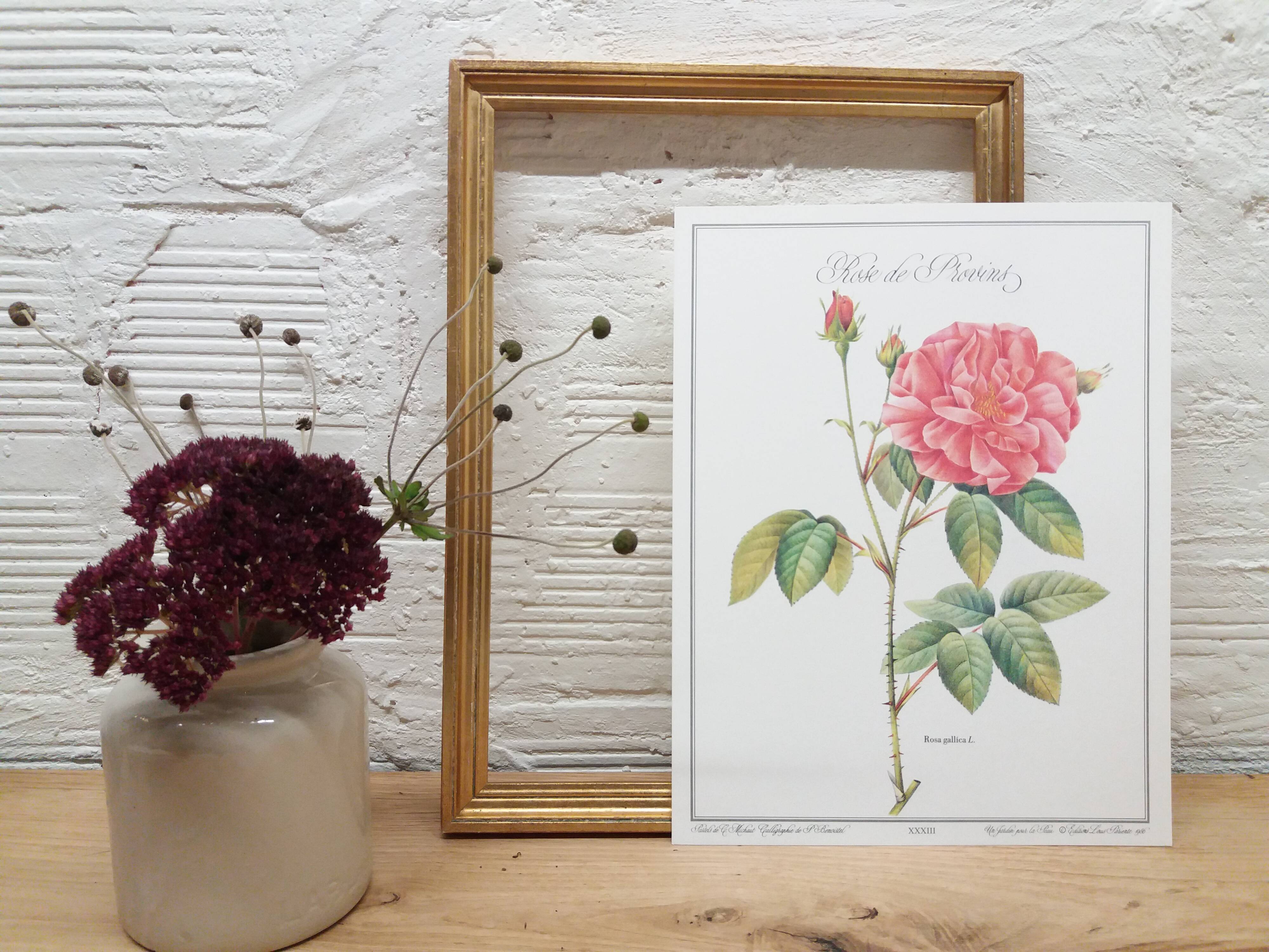 Botanical plank Rose de Provins