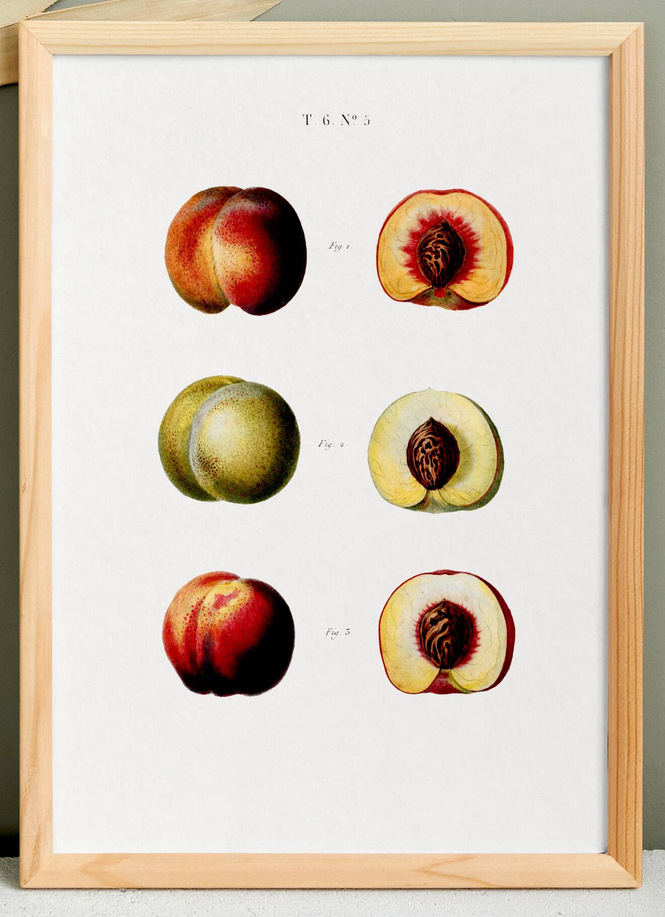 Poster about peaches, based on an old engraving from 1802
