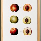 Poster about peaches, based on an old engraving from 1802