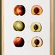 Poster on peaches, based on an old engraving from 1802.