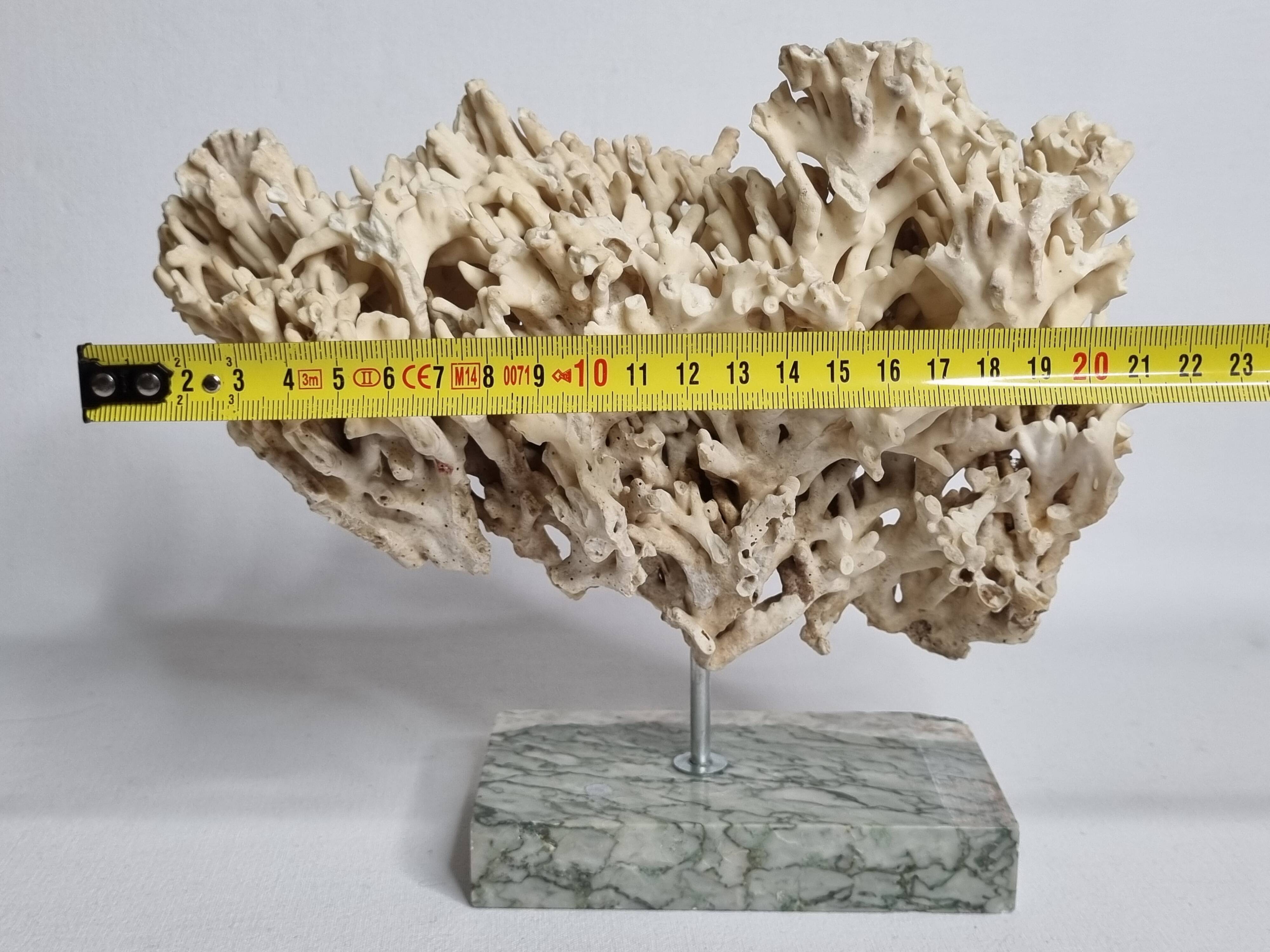 Antique White Coral on Grey Marble Base, 21 cm
