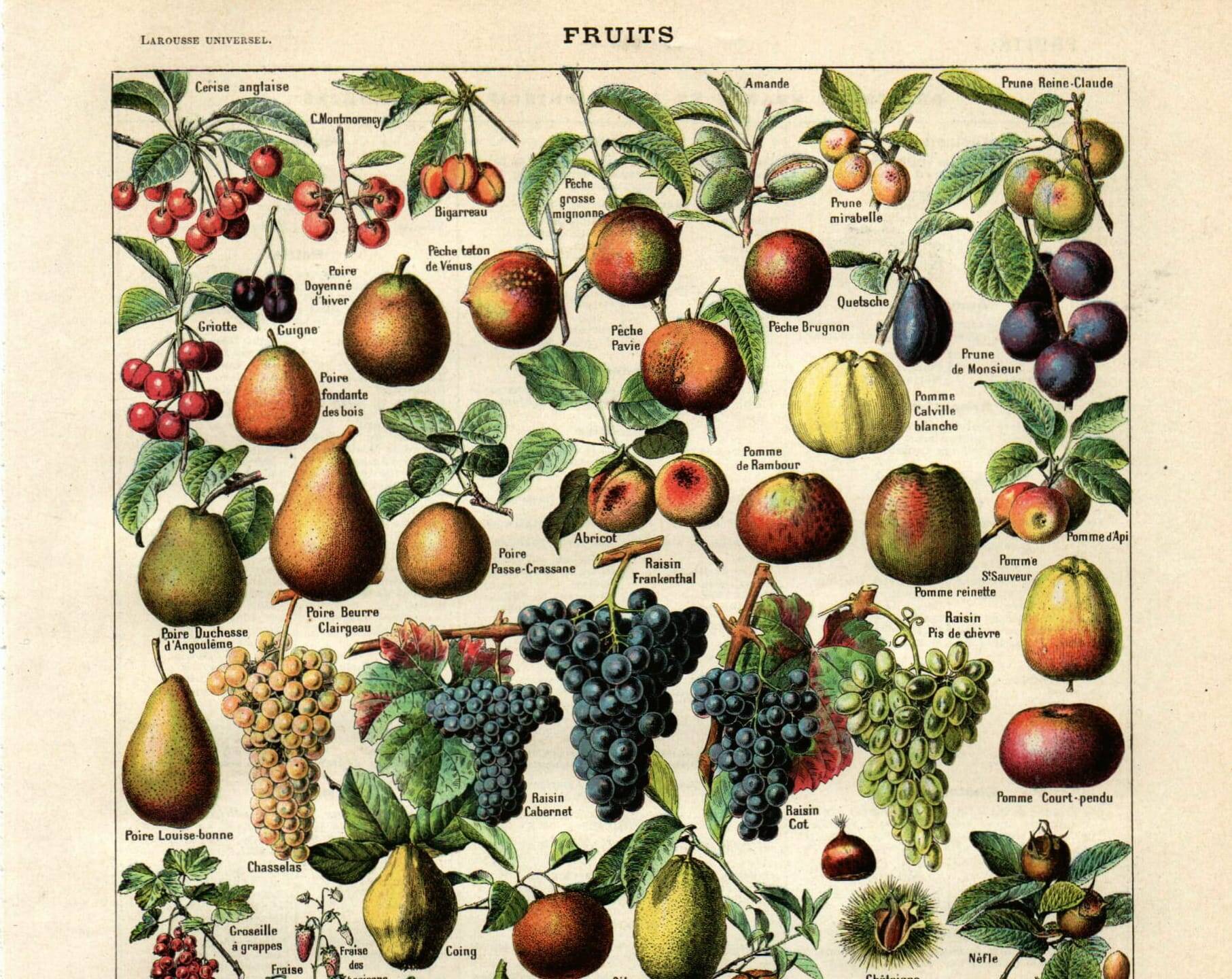 Gravure ancienne 1923 - Fruits du monde - planche saveur vintage